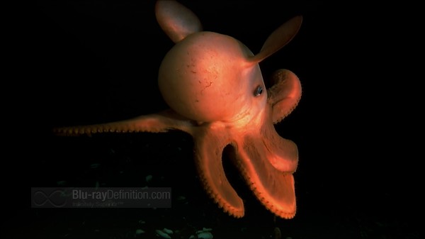 BDDefinition-VolcanoesOfTheDeepSea-g-1080