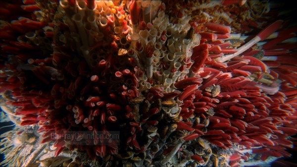 BDDefinition-VolcanoesOfTheDeepSea-j-1080