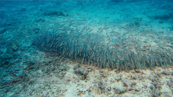 BDDefinition-ImaxUnderTheSea-b-1080