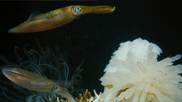 BDDefinition-ImaxUnderTheSea-c-1080