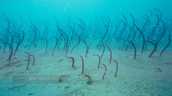 BDDefinition-ImaxUnderTheSea-d-1080