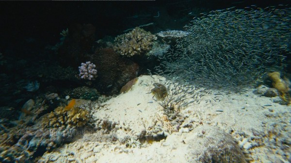 BDDefinition-ImaxUnderTheSea-e-1080