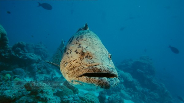 BDDefinition-ImaxUnderTheSea-g-1080