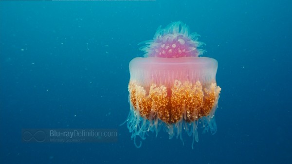 BDDefinition-ImaxUnderTheSea-h-1080