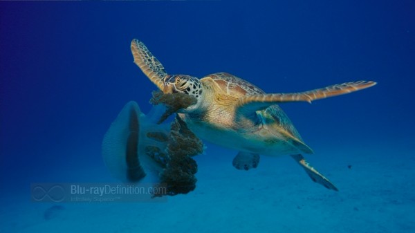 BDDefinition-ImaxUnderTheSea-i-1080