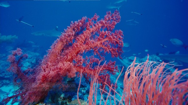 BDDefinition-ImaxUnderTheSea-j-1080
