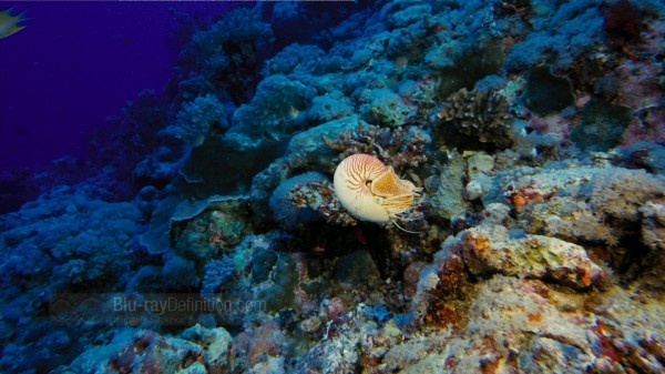 BDDefinition-ImaxUnderTheSea-k-1080