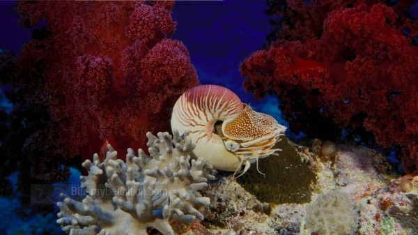 BDDefinition-ImaxUnderTheSea-l-1080