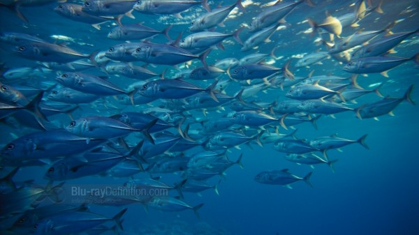 BDDefinition-ImaxUnderTheSea-m-1080