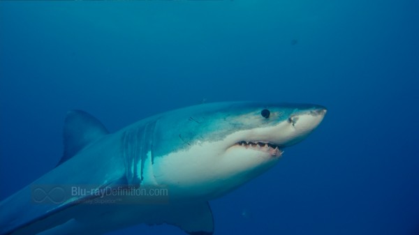 BDDefinition-ImaxUnderTheSea-o-1080