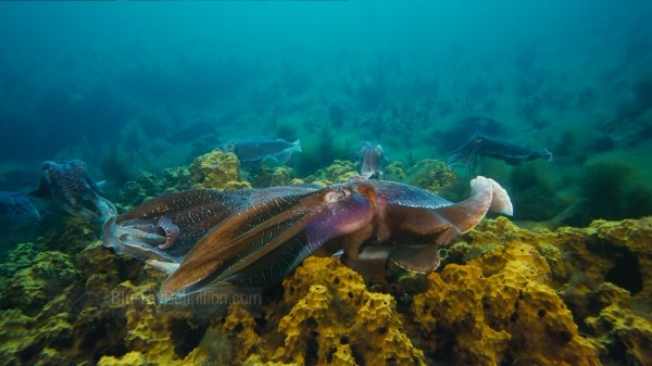 BDDefinition-ImaxUnderTheSea-p-1080