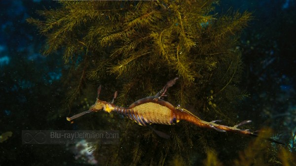 BDDefinition-ImaxUnderTheSea-q-1080