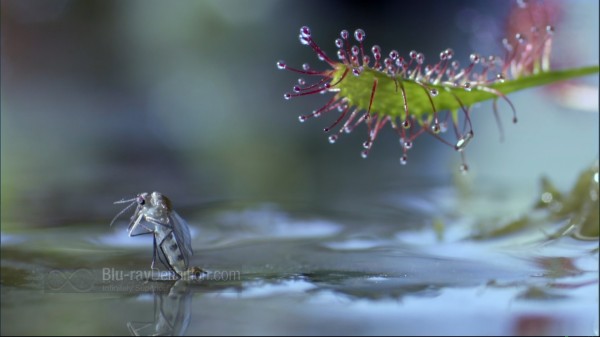 BDDefinition-Life-o-1080