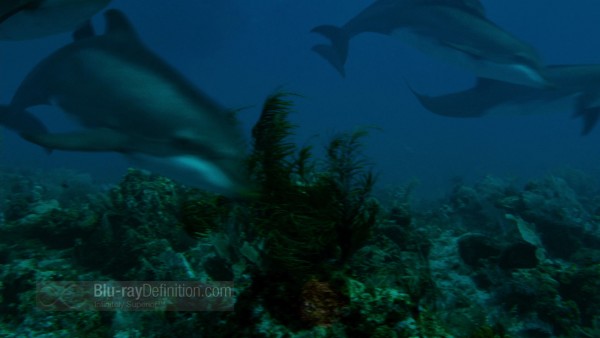 Dolphin_Tale02