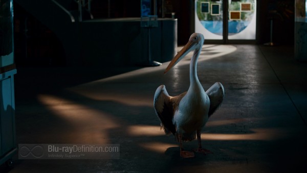 Dolphin_Tale05