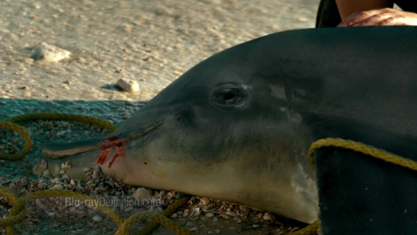 Dolphin_Tale07