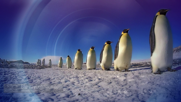 Penguin-Spy-in-the-Huddle-BD_01
