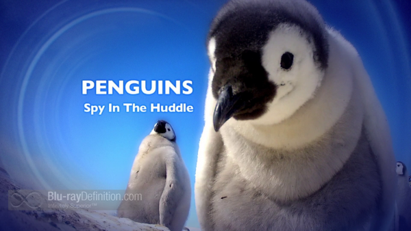 Penguin-Spy-in-the-Huddle-BD_03
