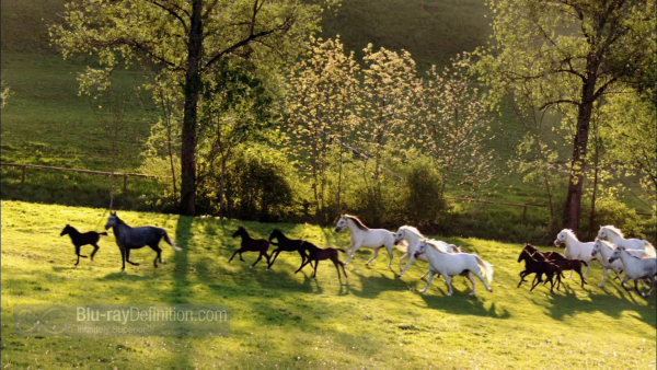 Nature-Legendary-White-Horses-BD_05