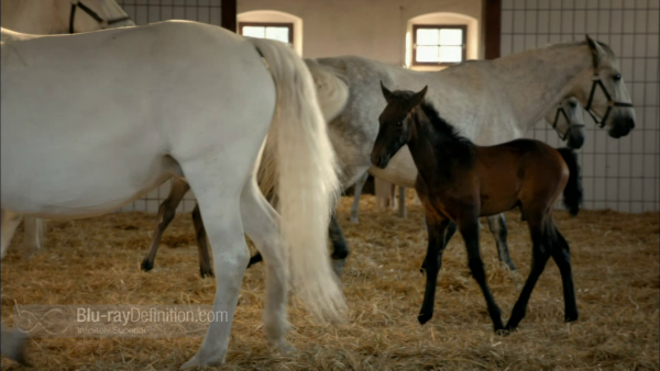 Nature-Legendary-White-Horses-BD_06