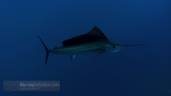 sailfish