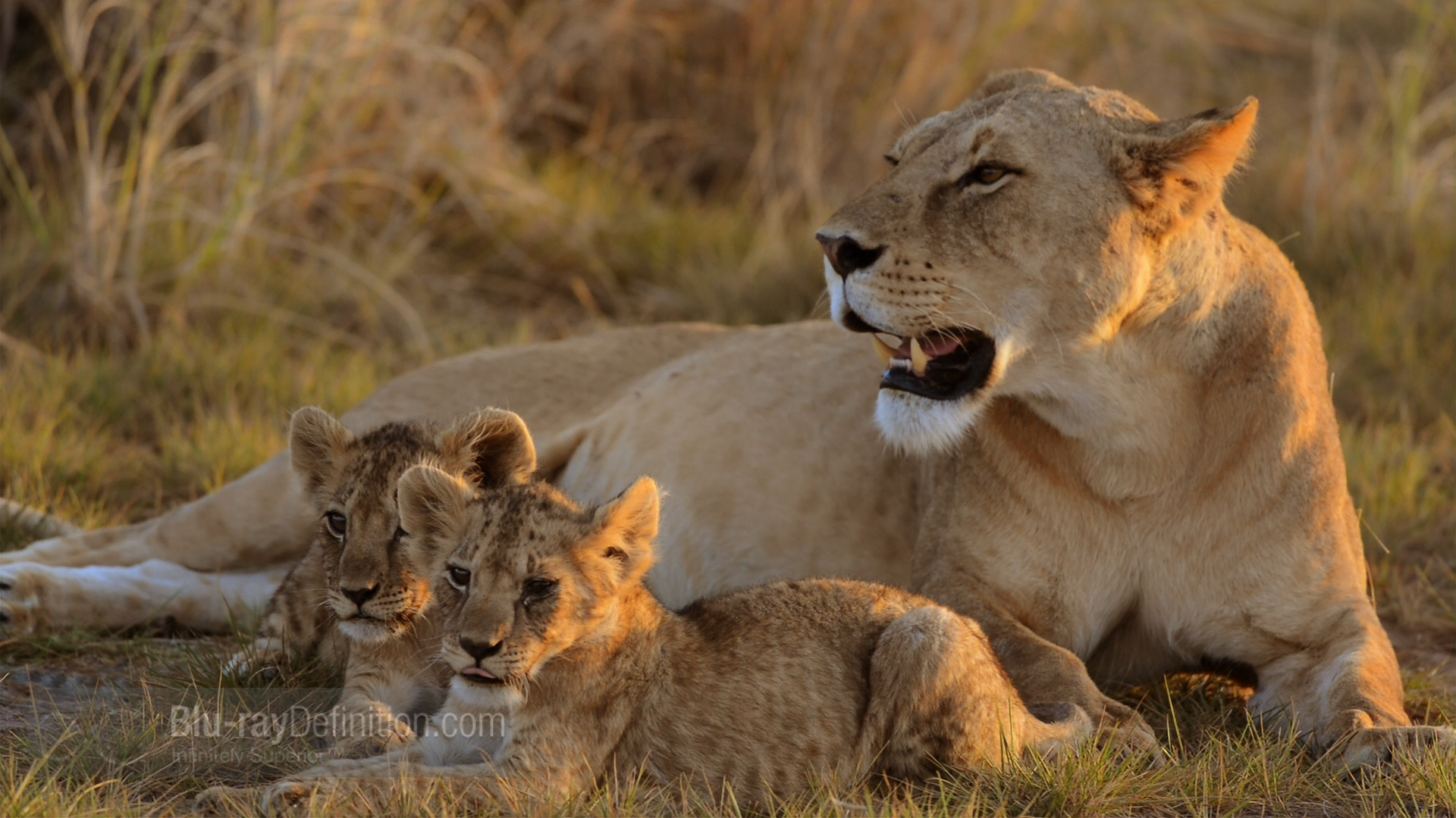 бибиси природа и животные. парк крюгера в африке. ввс живая природа хищников. ввс живая природа. африканские буйволы против львов.