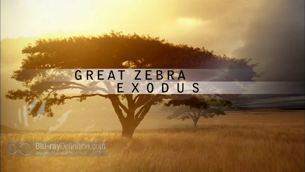great-zebra-exodus-BD_01