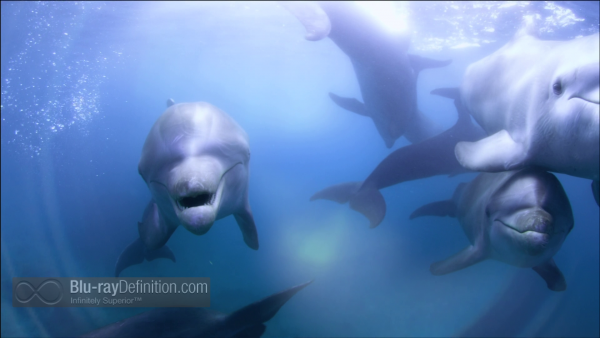 Dolphins-Spy-in-the-Pod-UK-BD_01
