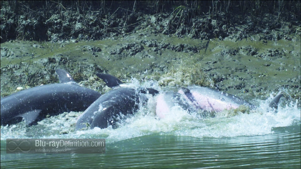 Dolphins-Spy-in-the-Pod-UK-BD_04