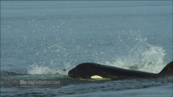 Dolphins-Spy-in-the-Pod-UK-BD_08