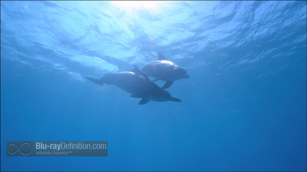 Dolphins-Spy-in-the-Pod-UK-BD_09