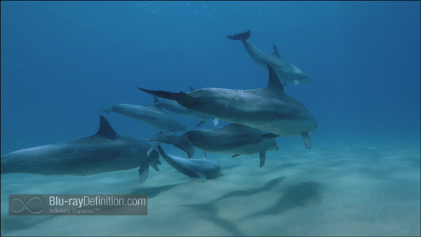 Dolphins-Spy-in-the-Pod-UK-BD_10