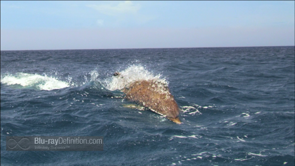 Dolphins-Spy-in-the-Pod-UK-BD_11