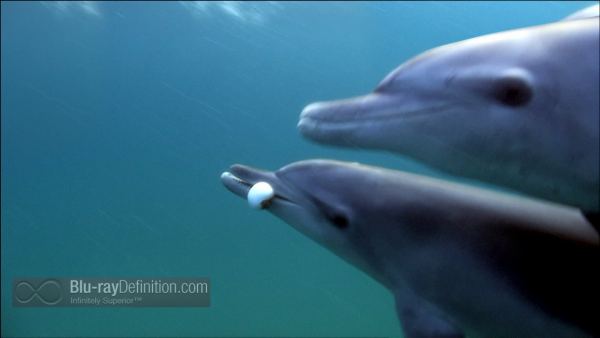Dolphins-Spy-in-the-Pod-UK-BD_12