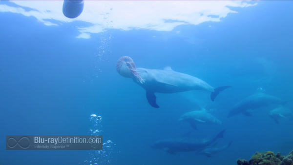 Dolphins-Spy-in-the-Pod-UK-BD_15
