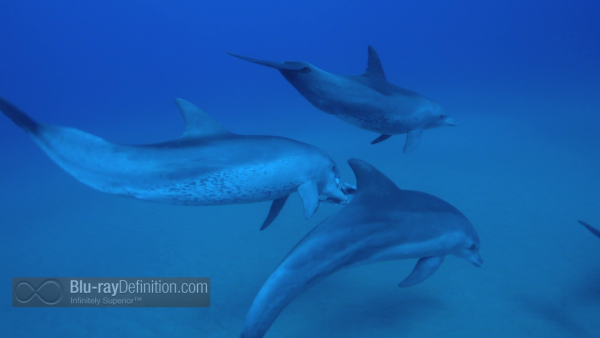 Dolphins-Spy-in-the-Pod-UK-BD_20