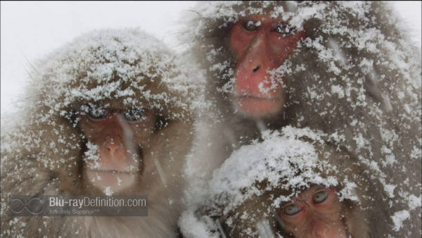 Nature-Snow-Monkeys-BD_01