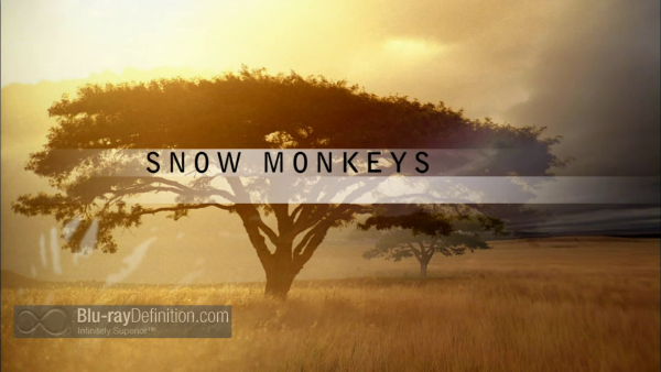 Nature-Snow-Monkeys-BD_02