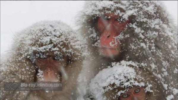 Nature-Snow-Monkeys-BD_04