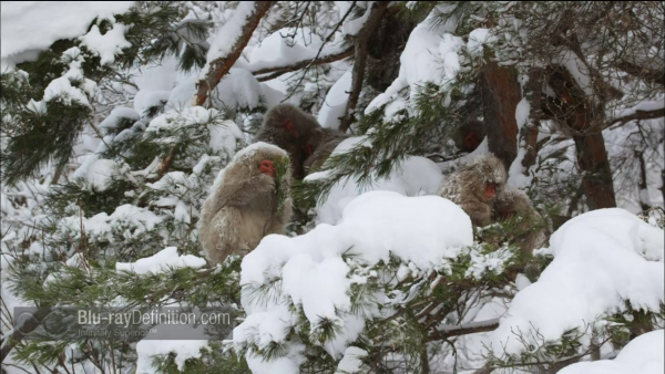 Nature-Snow-Monkeys-BD_05
