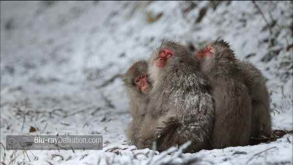 Nature-Snow-Monkeys-BD_06