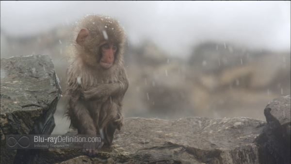 Nature-Snow-Monkeys-BD_07