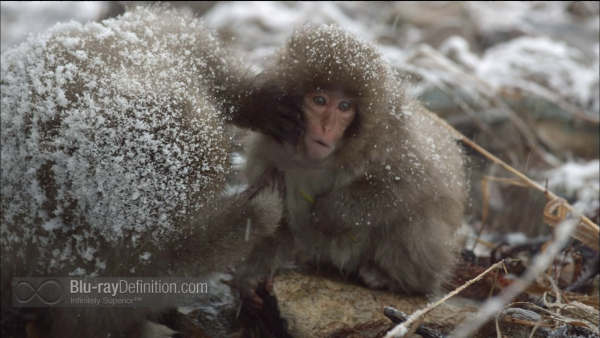 Nature-Snow-Monkeys-BD_10
