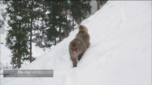 Nature-Snow-Monkeys-BD_11