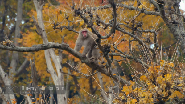 Nature-Snow-Monkeys-BD_17