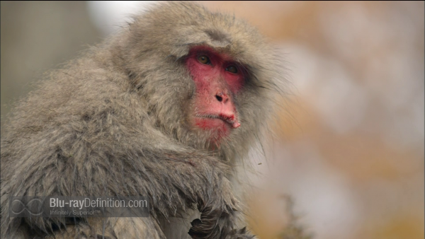 Nature-Snow-Monkeys-BD_20