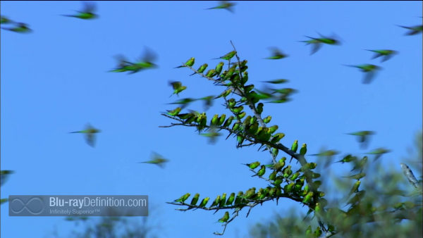 Nature-Gathering-Swarms-BD_04