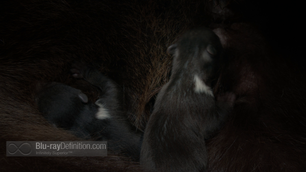 Disneynature-bears-BD_01