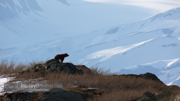 Disneynature-bears-BD_05