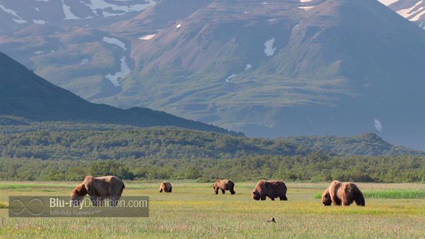 Disneynature-bears-BD_07